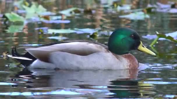 Pato salvaje macho Mallard — Vídeo de stock