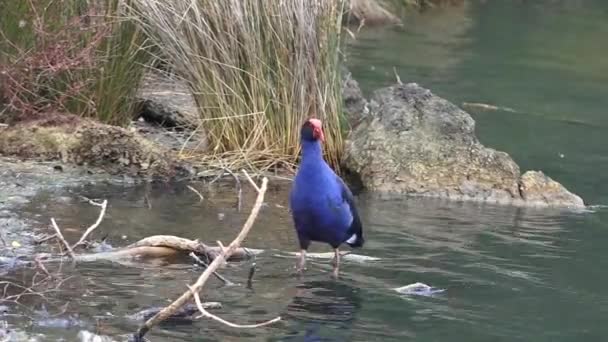 Pukeko moeras vogels — Stockvideo