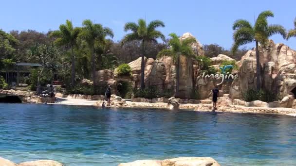 Espectáculo de delfines en Sea World Gold Coast Australia — Vídeo de stock