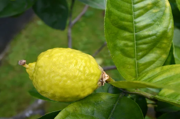 Etrog groeien op een boom — Stockfoto