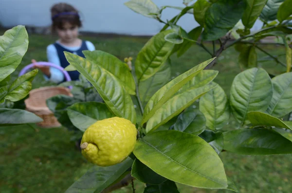 Jewish girl picking a fresh Etrog from on a tree — Stock Photo, Image