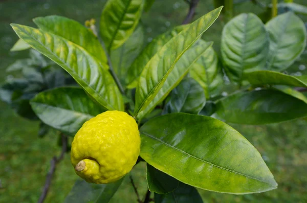 Etrog crescem em uma árvore — Fotografia de Stock