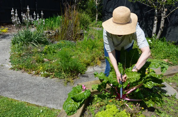 Volwassen vrouw die werkt in de tuin — Stockfoto