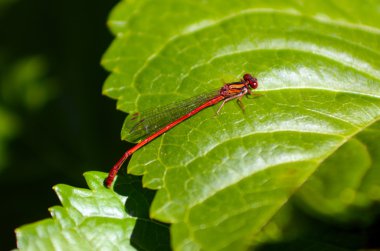 erkek kızböcekleri
