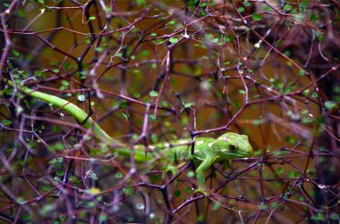 Rare Green gecko Northland New Zealand clipart