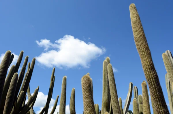 Tall unbranched columnar habit Cephalocereus — Stock Photo, Image