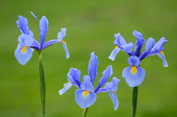 Iris lila virágok — Stock Fotó