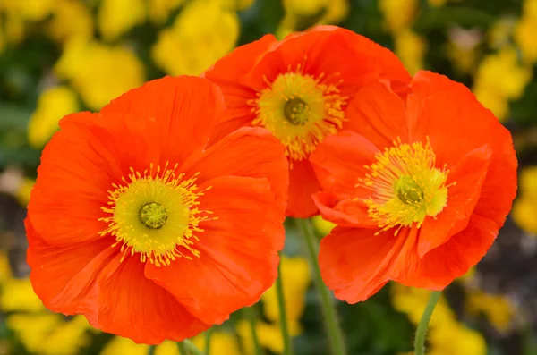 Orange champagne scarlet  flowers blossoming in the spring — Stock Photo, Image