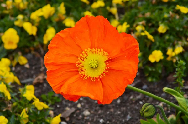 Champán naranja escarlata floreciendo en la primavera — Foto de Stock