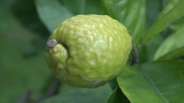 Citron, Etrog pousse sur un arbre — Video