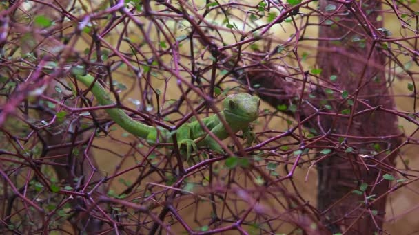 Een zeldzame Northland groene gecko Nieuw-Zeeland — Stockvideo