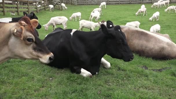 Pecuária pastando em uma paddock — Vídeo de Stock