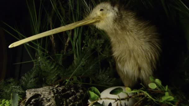 Oiseau De Kiwi Et Un Oeuf