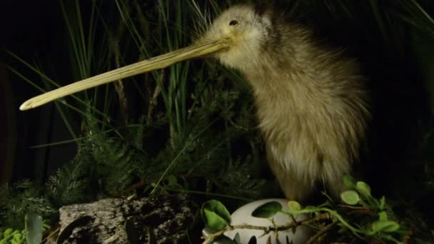 Ptaków kiwi i jajko — Wideo stockowe