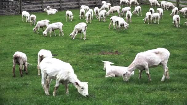 Schafe geschoren, die auf einer Koppel grasen — Stockvideo