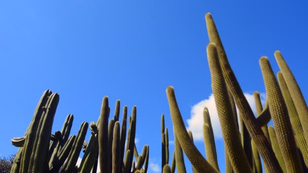 Tall unbranched columnar habit Cephalocereus — Stock Video