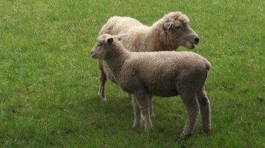 Merinos koyun anne ve padok kuzu