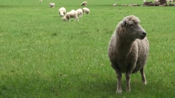 moutons mérinos dans le paddock 