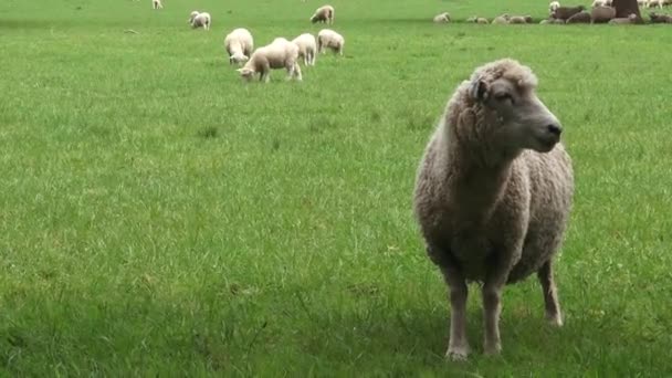 Merinoschafe auf der Koppel — Stockvideo