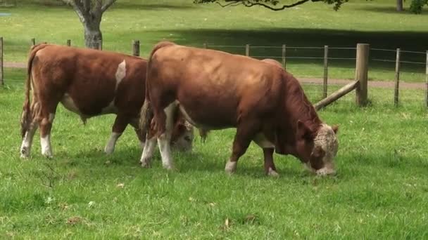 Koeien in de paddock Nieuw-Zeeland — Stockvideo