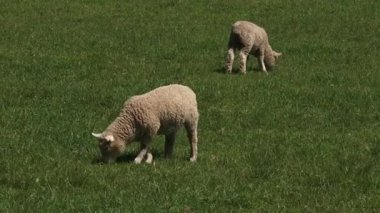 Merinos koyun kuzu padok içinde