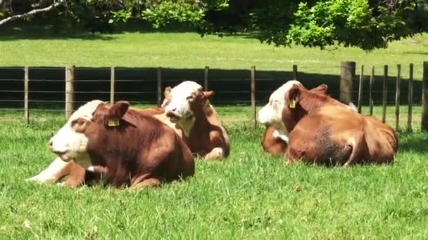 Koeien zitten op de grond in de paddock Nieuw-Zeeland — Stockvideo