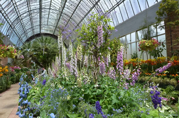 Fiori di guanto di volpe fioriscono — Foto Stock