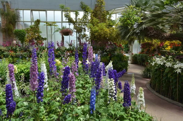 Fiori di guanto di volpe fioriscono — Foto Stock