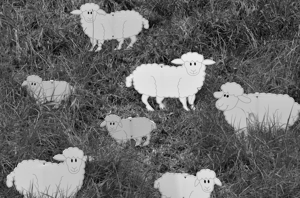 Flock of sheep. — Stock Photo, Image