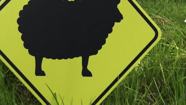 Черная овца во флоксе — стоковое видео