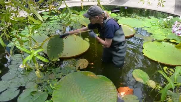 Gardner en Auckland Winter Gardens en Auckland Nueva Zelanda — Vídeos de Stock