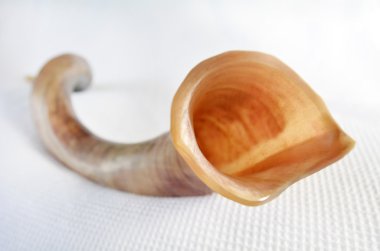 Beyaz arka plan üzerinde Shofar (Haliç)