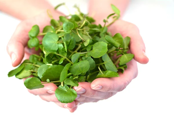 Woman hands offering Watercress — Stock Photo, Image