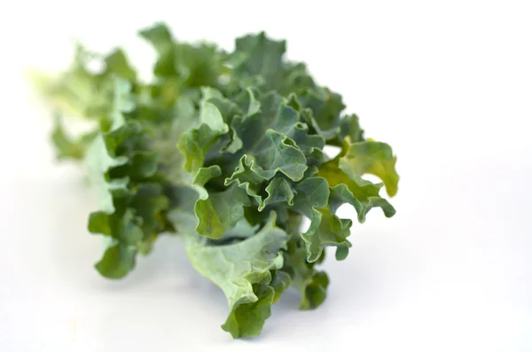 Estudio de vegetales de col rizada primer plano sobre un fondo blanco — Foto de Stock