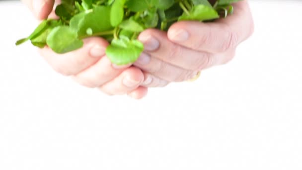 Mulher mãos oferecendo Watercress Superfood — Vídeo de Stock