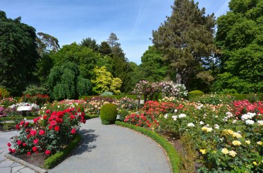 Christchurch, Nzl - 04 Aralık 2015: Christchurch Botanik Bahçeleri, Yeni Zelanda miras Rose Garden. Yaz aylarında zevk başıboş miras gül bir seçim var.