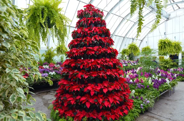 Christchurch Botanical Garden greenhouse - New Zealand — Stock Photo, Image