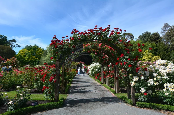 クライストチャーチ植物園、新しい Ze のヘリテージ ローズ ガーデン — ストック写真