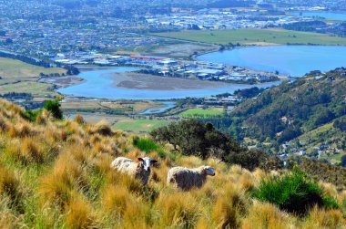Two wool sheep against aerial landscape view of Christchurch - N