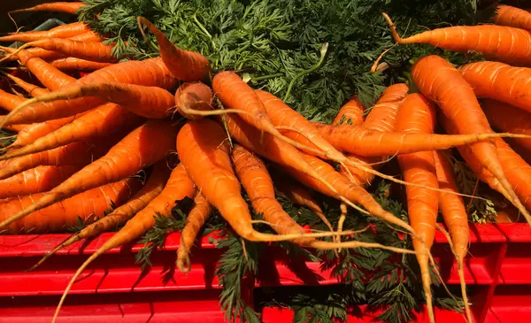 Fresh Organic carrots on display — Stock Photo, Image