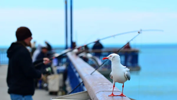 New Brighton Pier Christchurch - Nya Zeeland — Stockfoto