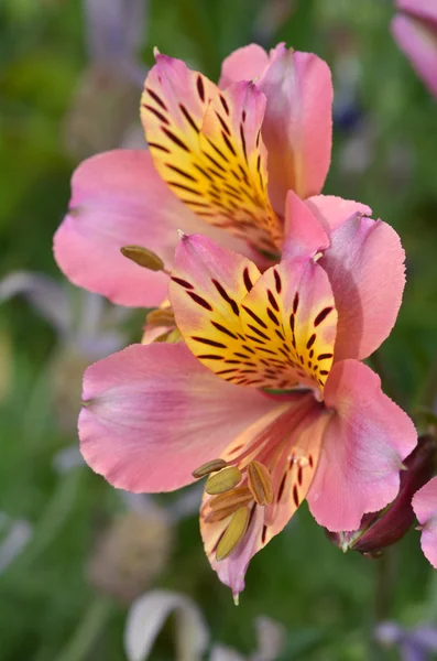 Hledík, Antirrhinum květ — Stock fotografie