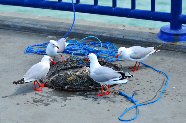 Seagulls äter skaldjur resterna — Stockfoto