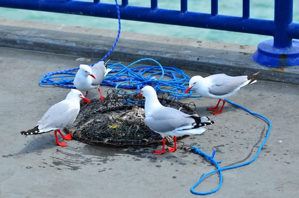 海鸥吃海鲜残留 — 图库照片