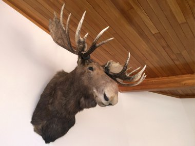 Moose Taxidermy duvarda