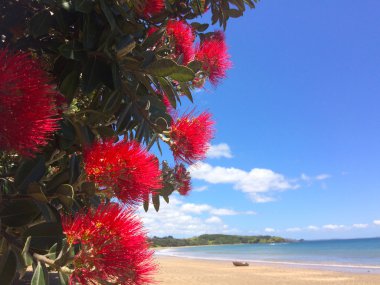 Pohutukawa red flowers blossom on the month of December over a sandy beach with a small fishing boat doubtless bay New Zealand. clipart