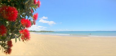 Panoramic view of Pohutukawa red flowers blossom on the month of December in doubtless bay New Zealand. clipart