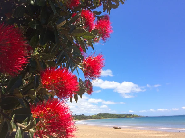 Pohutukawa Červené Květy Kvetoucí Prosinci Nad Písečnou Pláž Malou Rybářskou — Stock fotografie