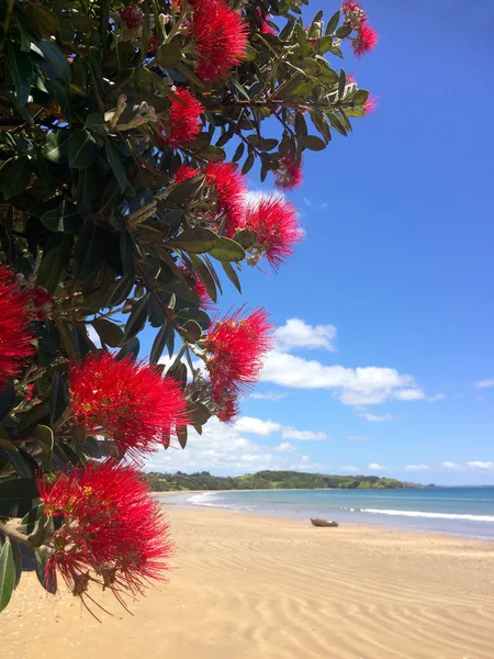 Pohutukawa Kırmızı Çiçekler Çiçek Küçük Bir Balıkçı Ile Kumlu Bir — Stok fotoğraf