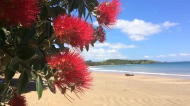 Pohutukawa kırmızı çiçek blossom Aralık